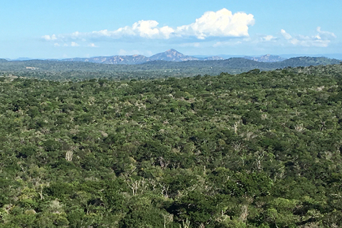 Caatinga