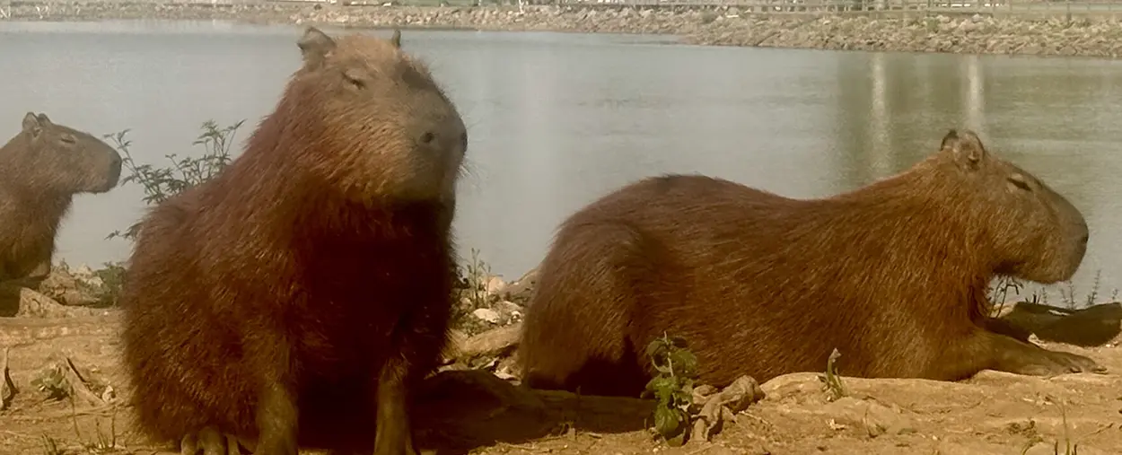 Photos of Landscape in Brazil