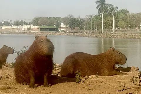 Photos of Landscape in Brazil