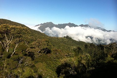 Brazil Forest