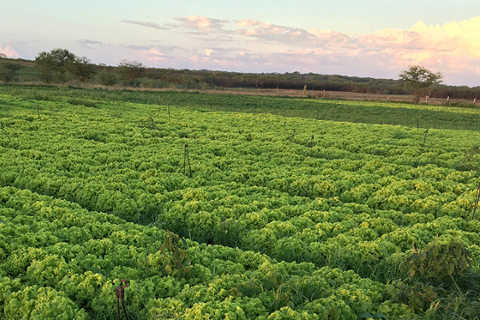 Sustainable agriculture Landscape